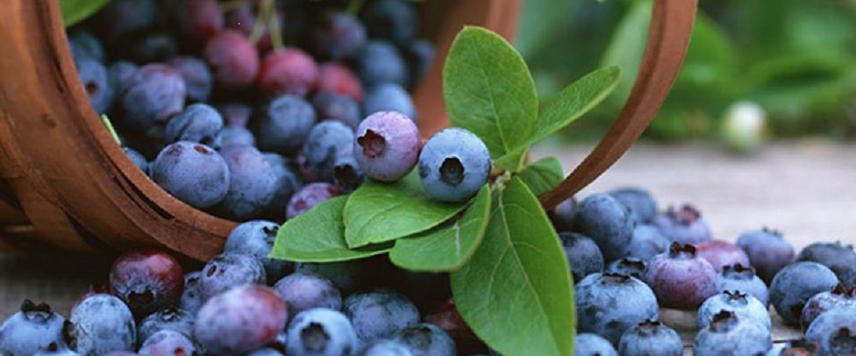 Cueillette des bleuets