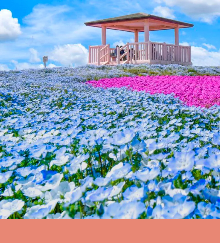 上鏡景點