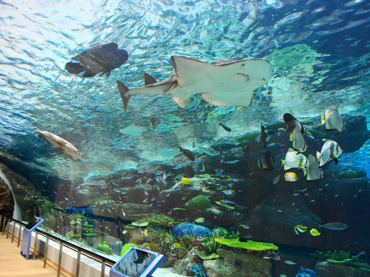 名古屋港水族馆