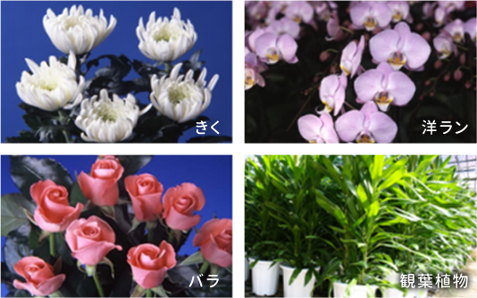 きく、洋ラン、バラ、観葉植物