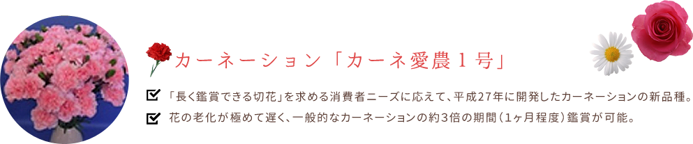 カーネーション「カーネ愛農１号」。「長く鑑賞できる切花」を求める消費者ニーズに応えて、平成27年に開発したカーネーションの新品種。花の老化が極めて遅く、一般的なカーネーションの約３倍の期間（１ヶ月程度）鑑賞が可能。