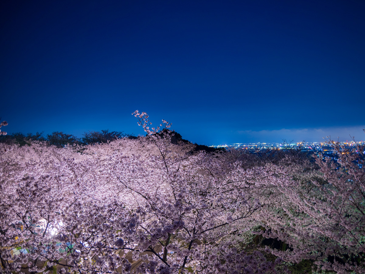 とよかわ桜まつり