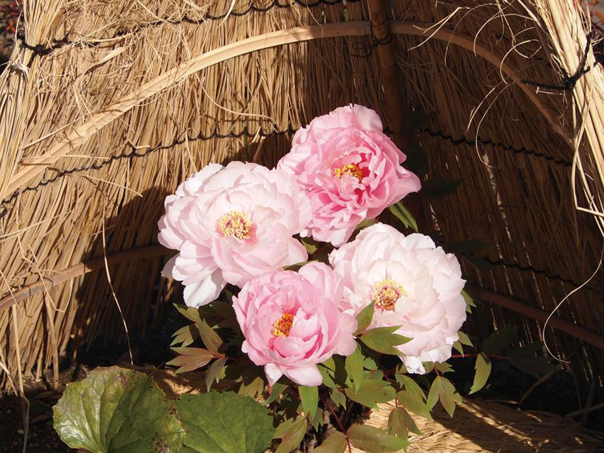 寒を遊ぶ　徳川園の冬牡丹