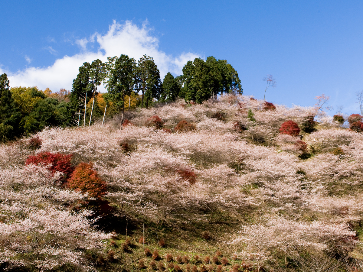 小原四季桜まつり