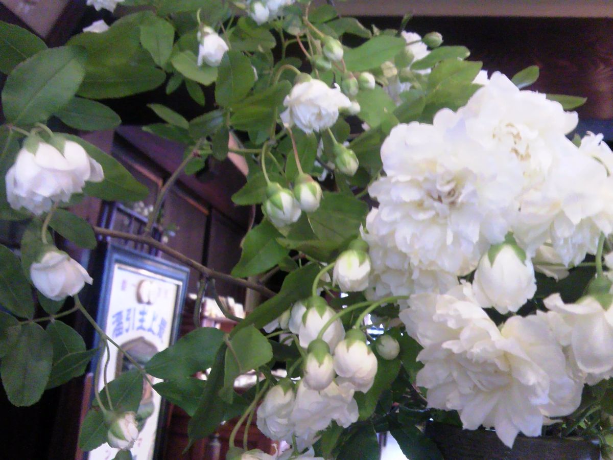 萬三の白モッコウバラ祭