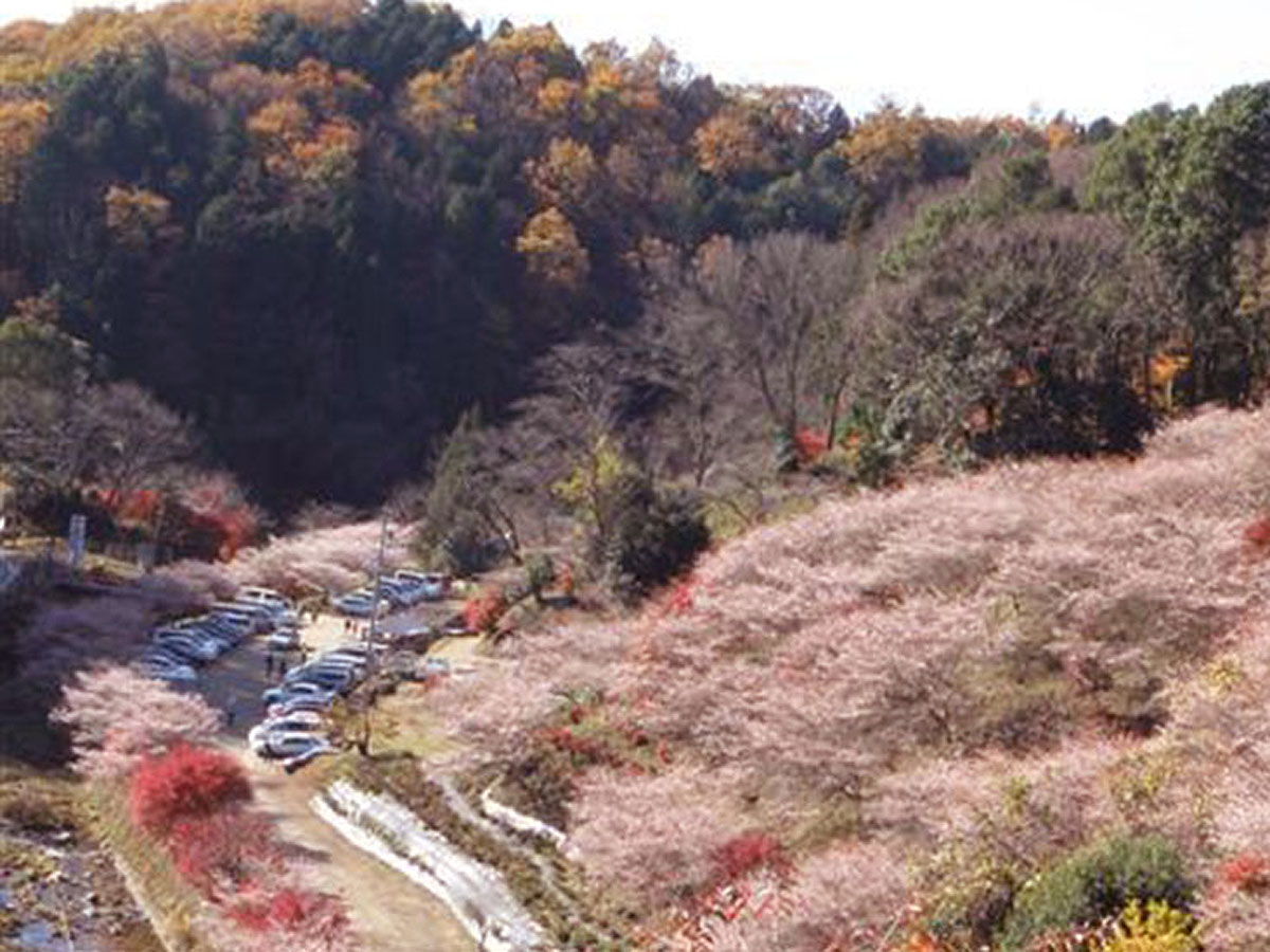 小原四季桜まつり