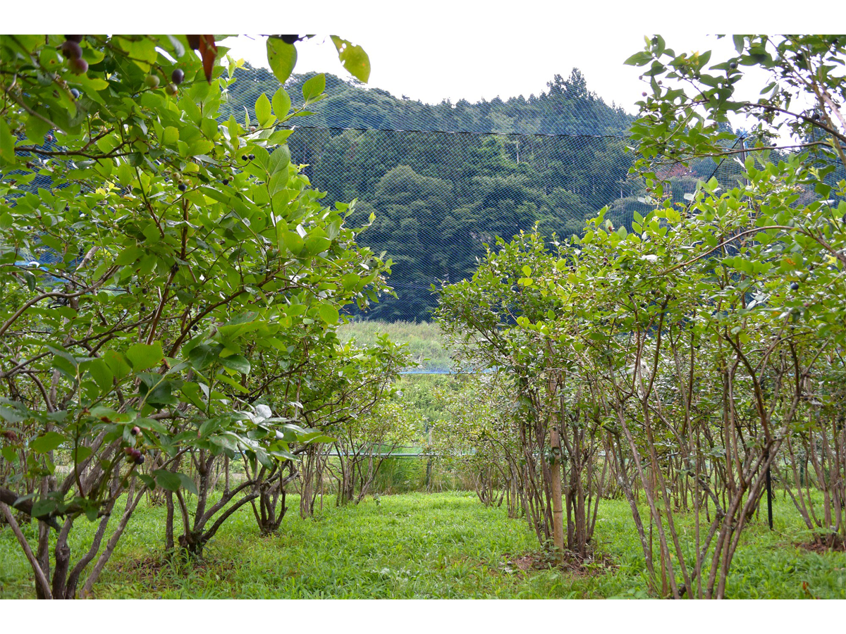山内農園　豊根村