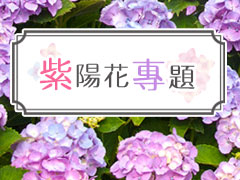 紫陽花專題