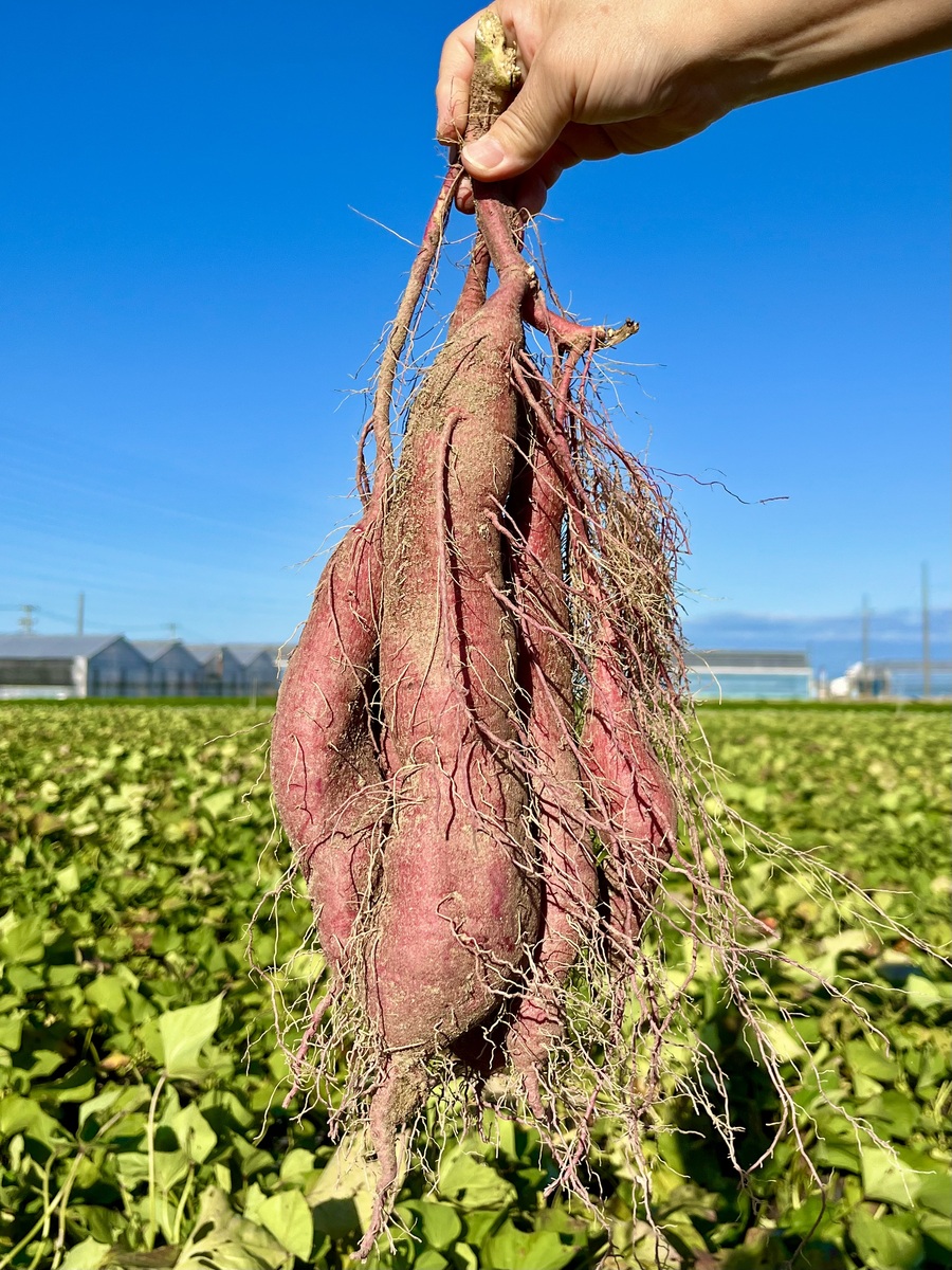 碧南市農業活性化センター　あおいパーク
