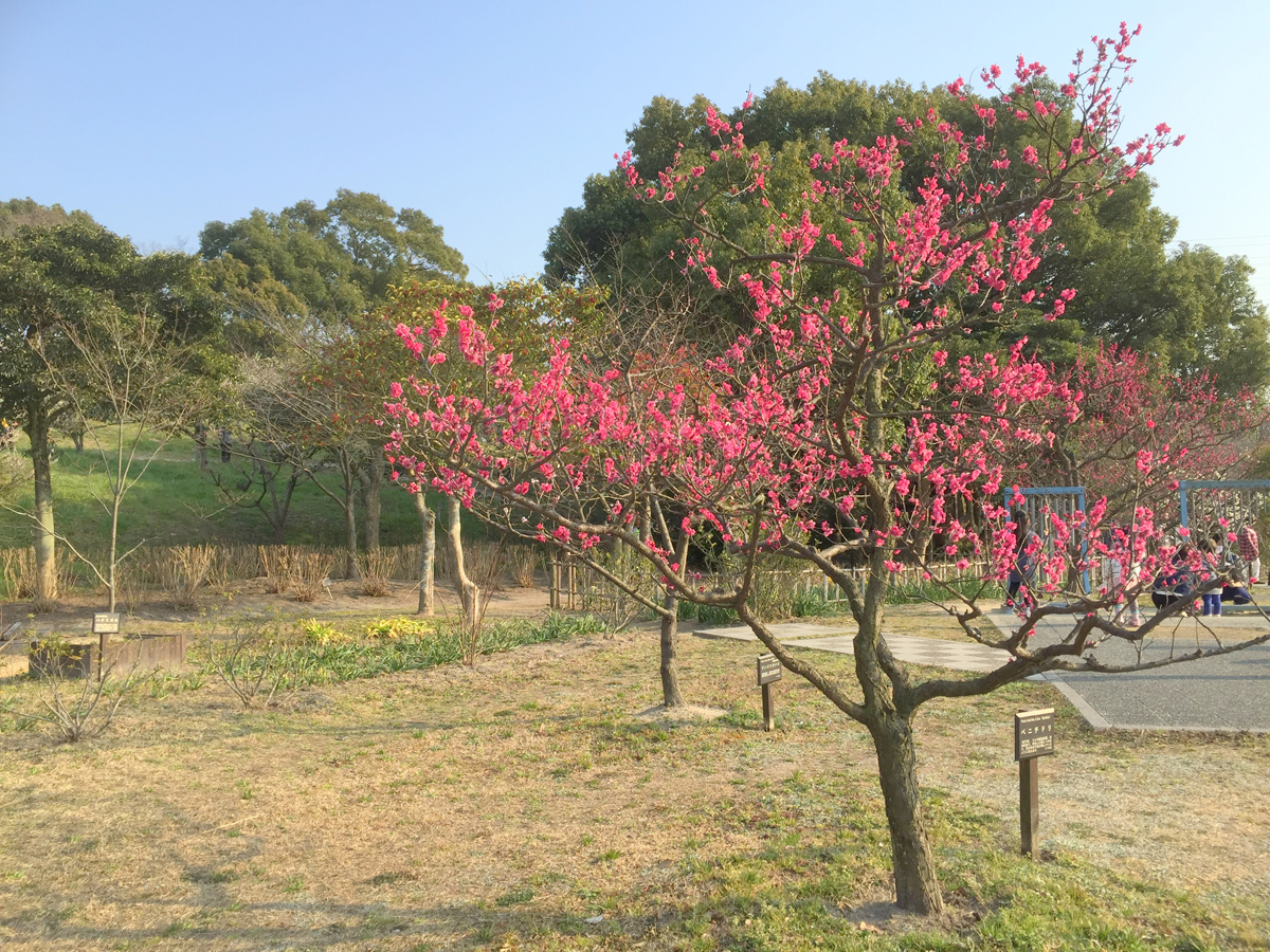 佐布里池梅花节