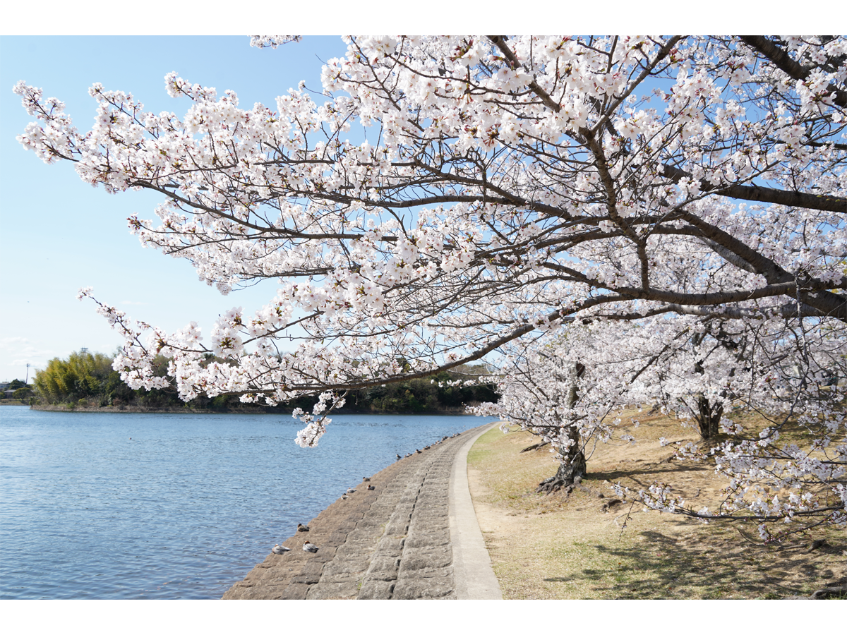 刈谷桜まつり（洲原公園）
