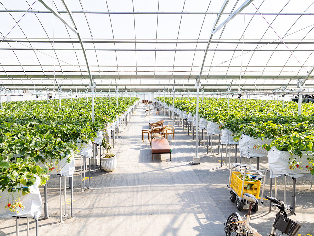 あいのいちご農園