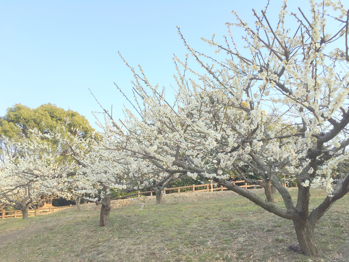 佐布里池梅花节
