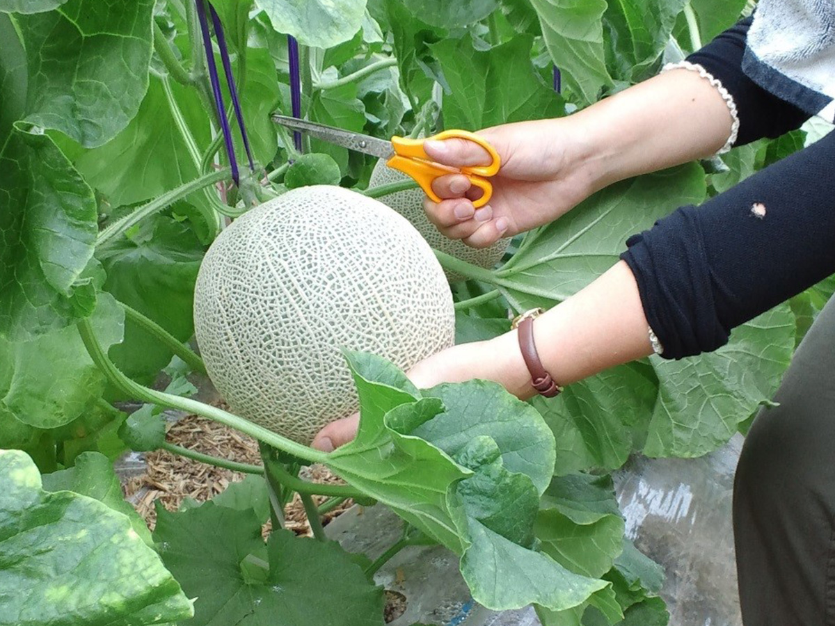 マルカ農園観光部