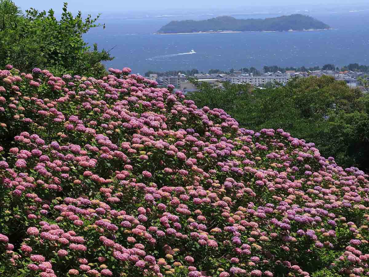 形原温泉あじさい祭り