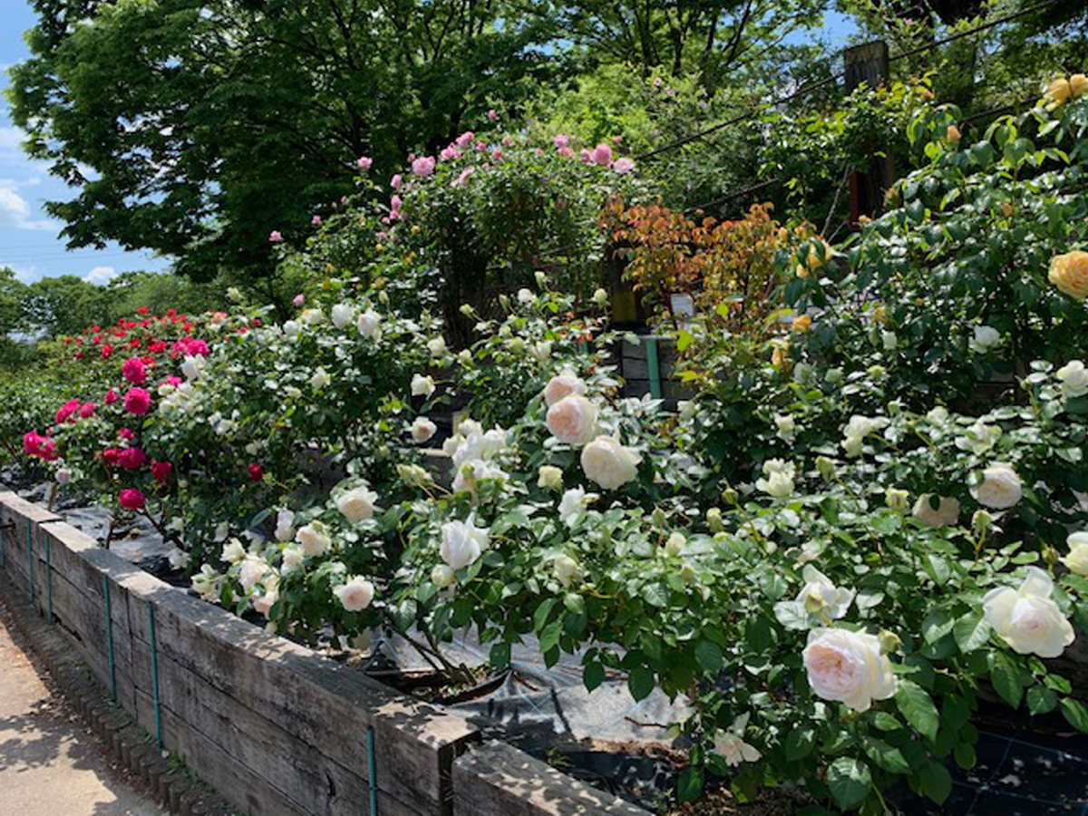 豊田市西山公園