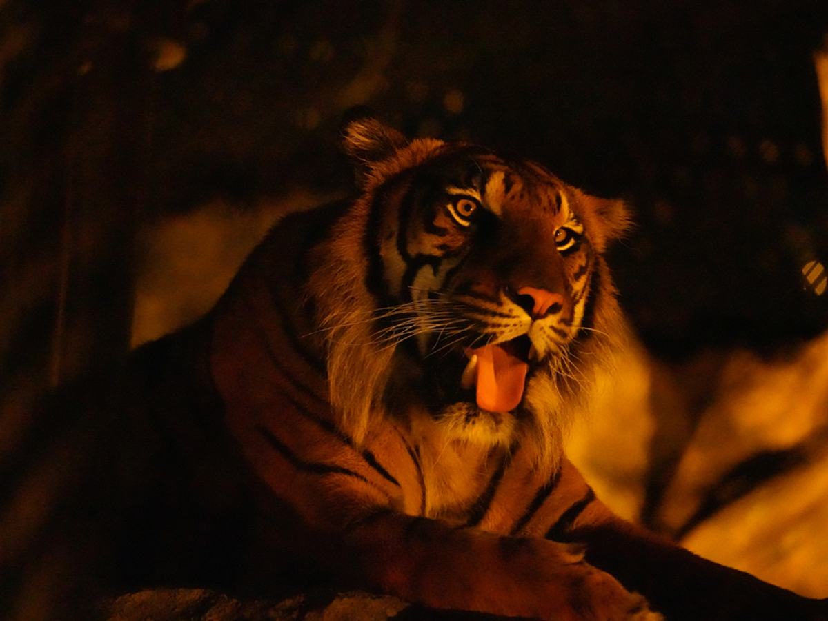東山動植物園ナイトZOO&GARDEN