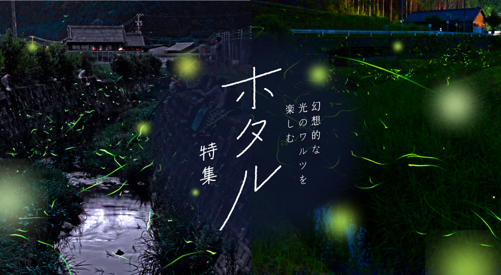 ホタル特集