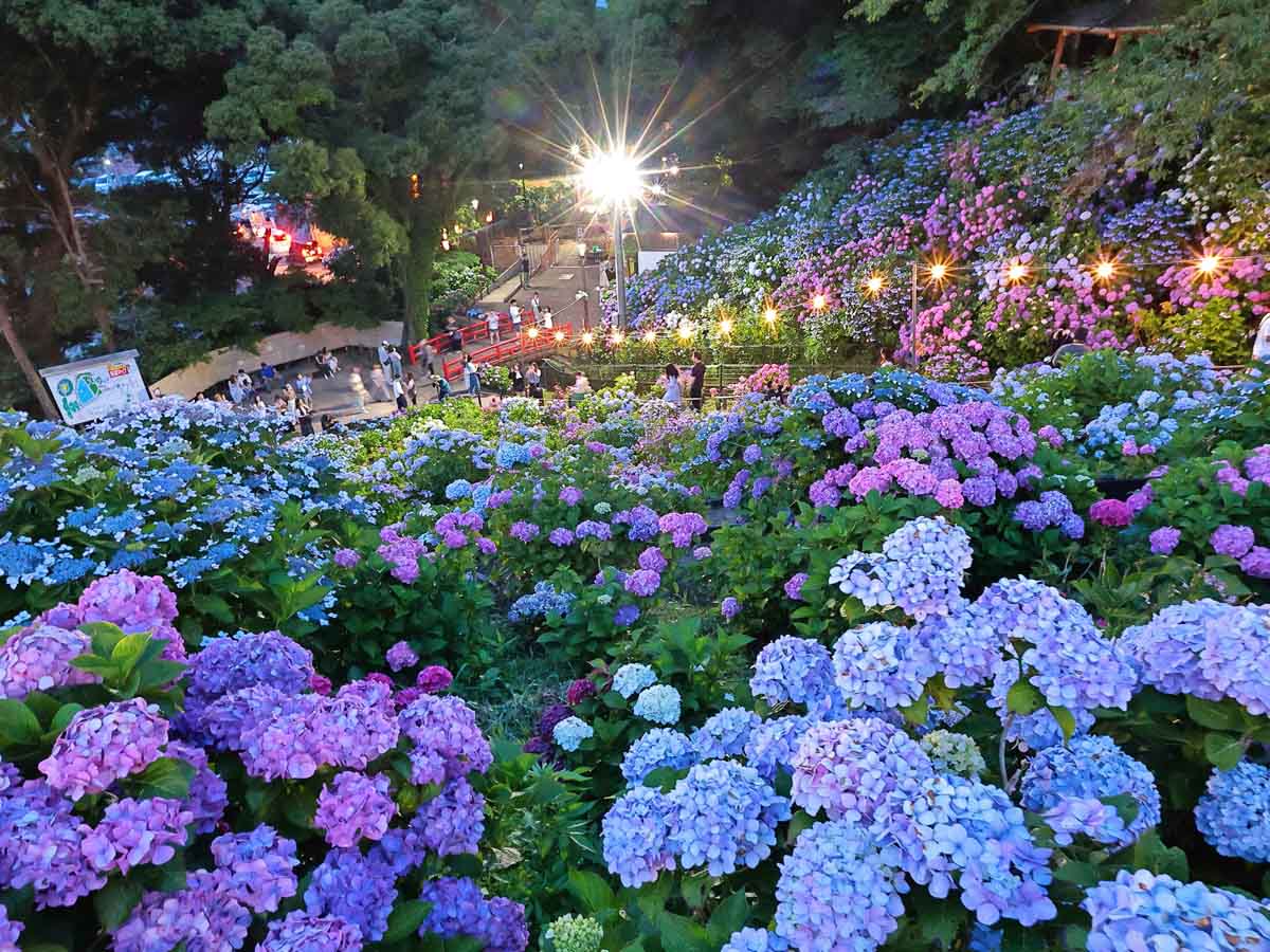 形原温泉あじさい祭り