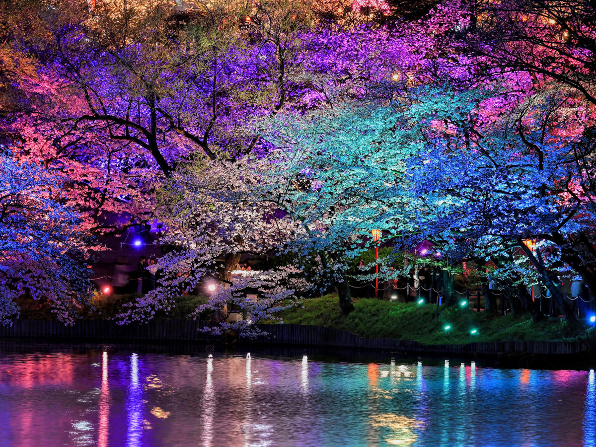 大池公園桜まつり