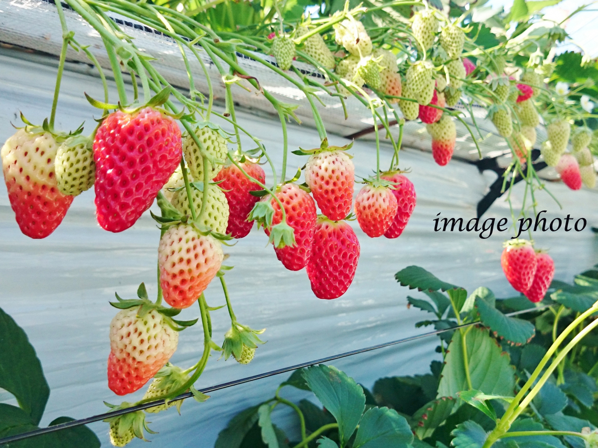 碧南市農業活性化センター あおいパーク