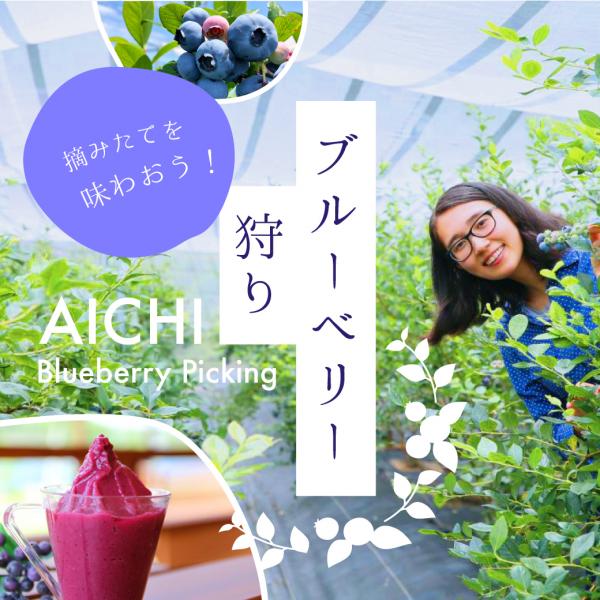摘みたてを味わおう！愛知のブルーベリー狩り