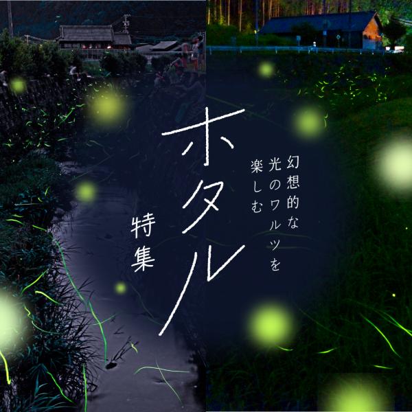 ホタル特集