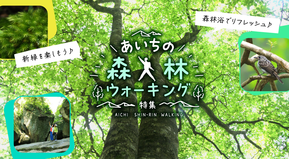 あいちの森林ウォーキング特集