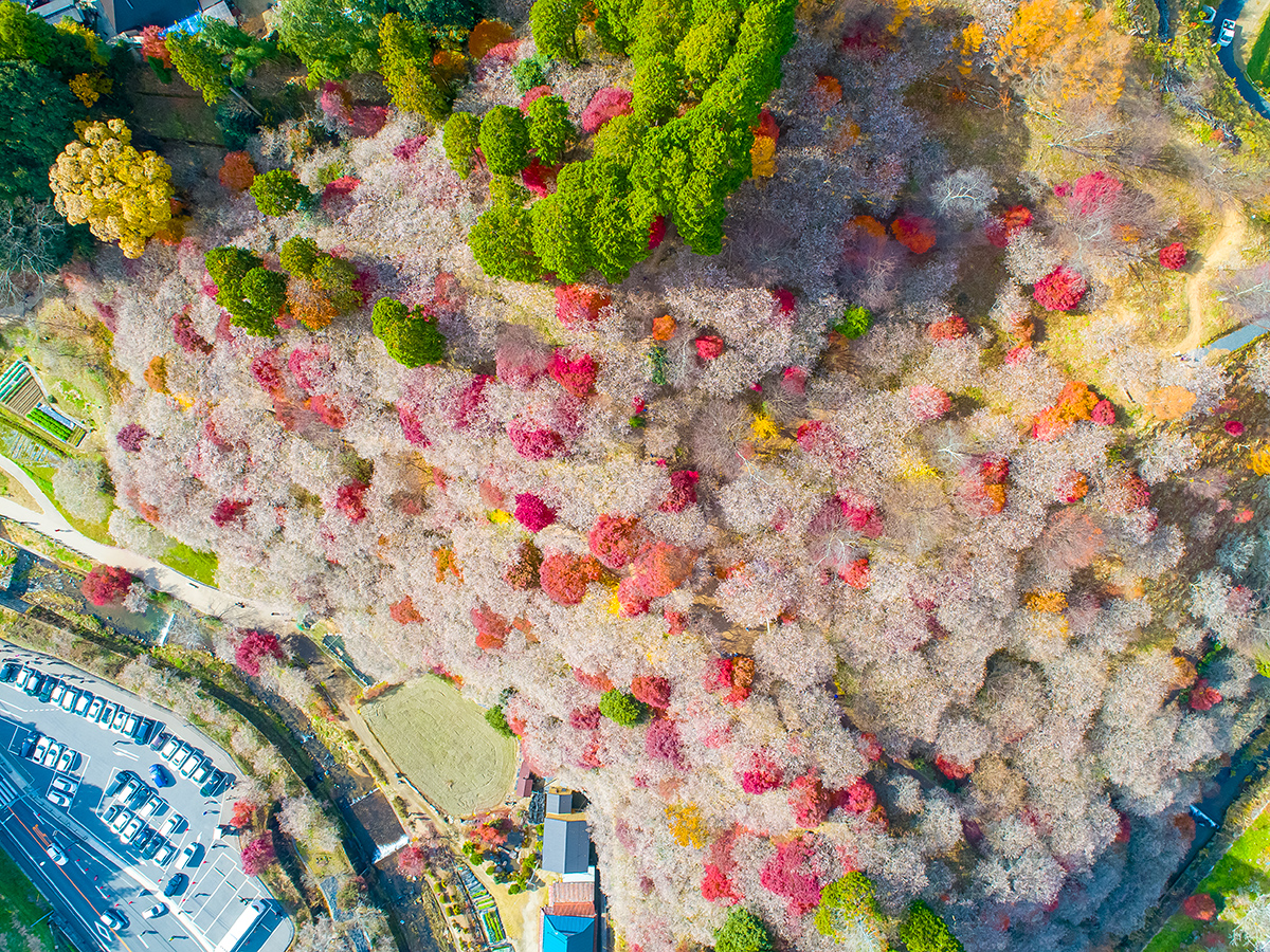 The Enchanting World of 'The Tale of the Bamboo Cutter': Autumn Cherry Blossoms and Moonlit Magic.
