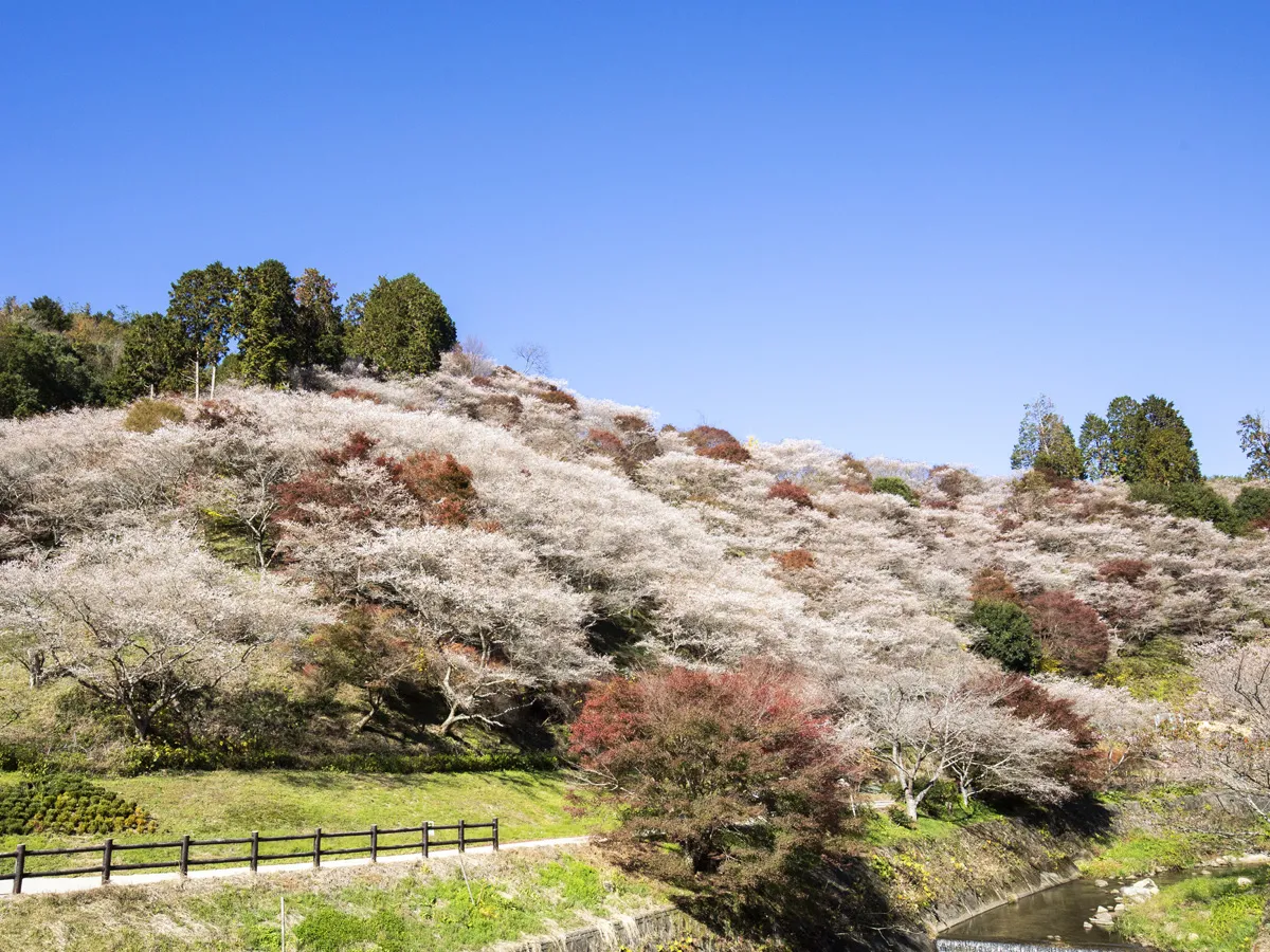 Aichi’s Wonders: Traditional Japanese Washi Paper, Autumn Cherry Blossoms, and Fall Leaves Course