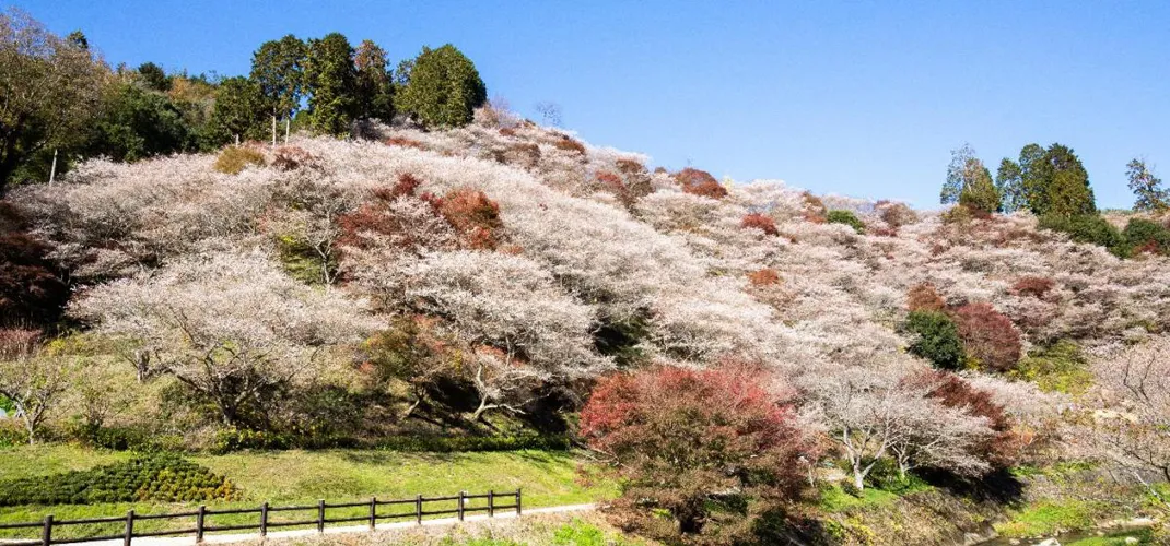 茶臼山高原