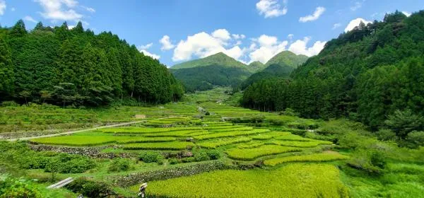 四谷の千枚田
