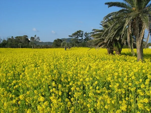 菜の花畑