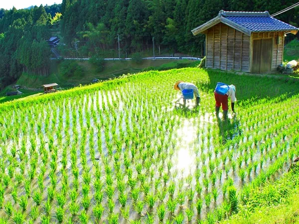 四谷の千枚田