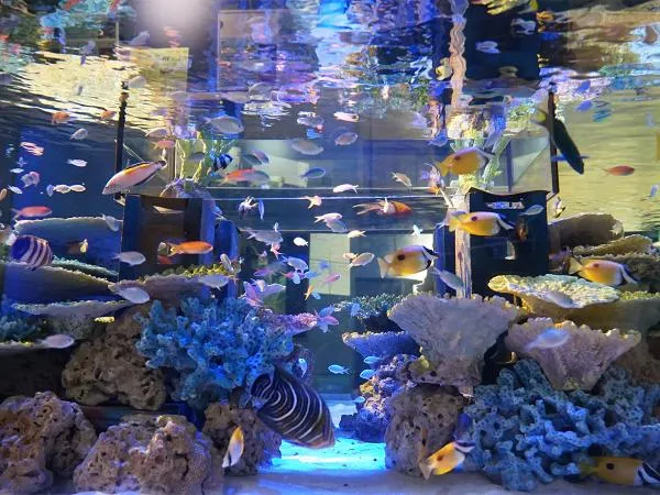 竹島水族館
