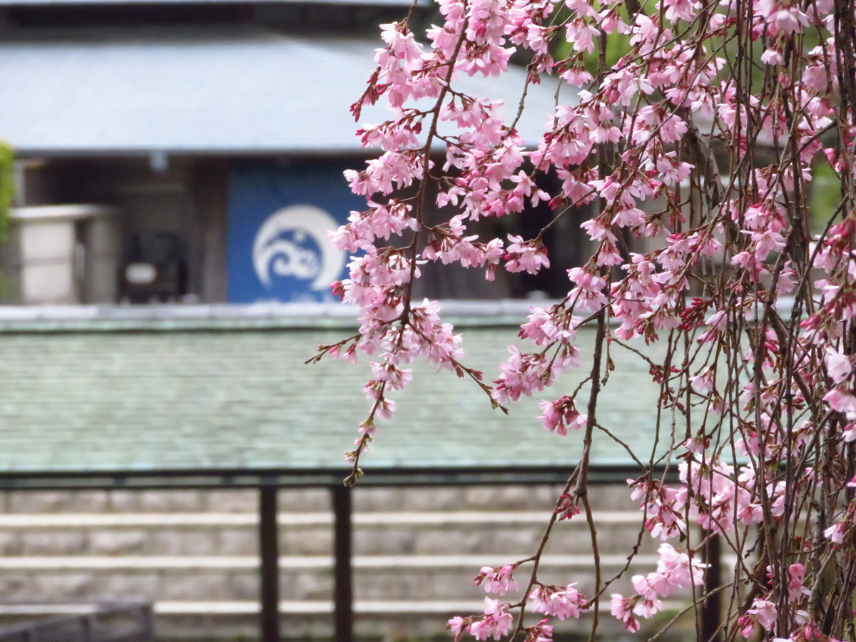 白鳥庭園　觀櫻會