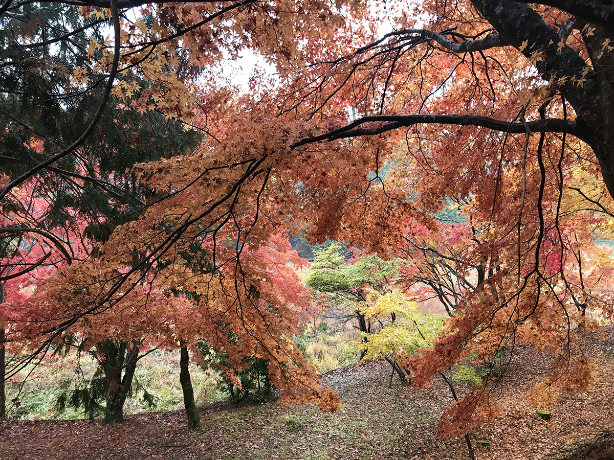 Takadoya湿地 红叶节