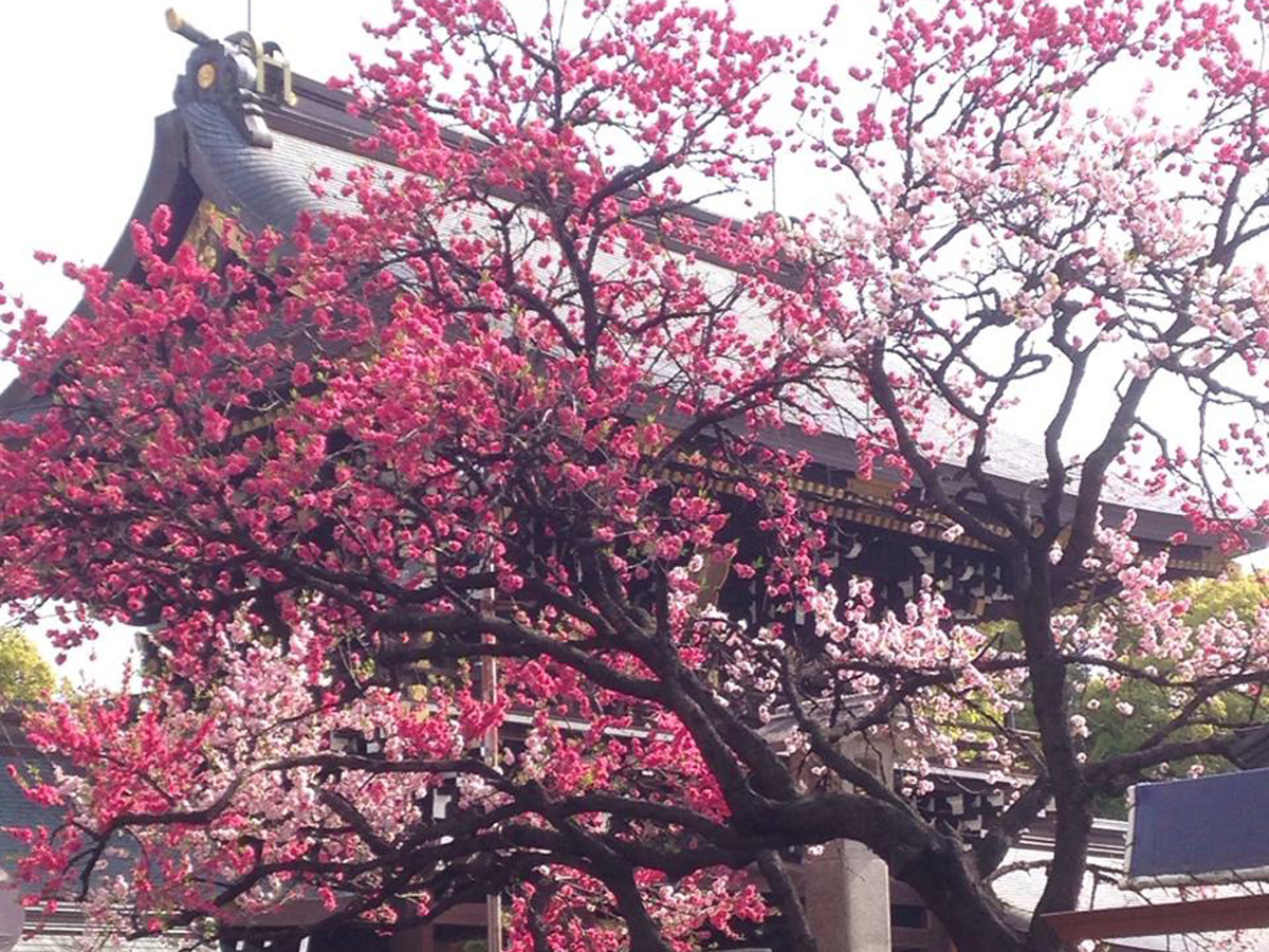 桃花節