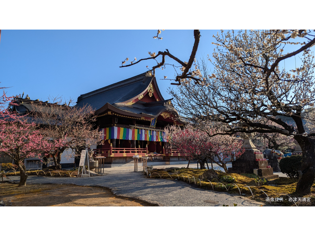 岩津天满宫　梅花节