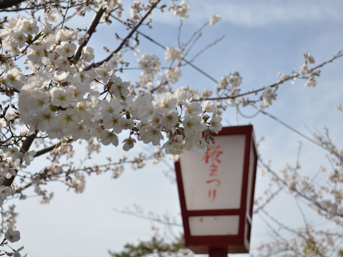 安城樱花节