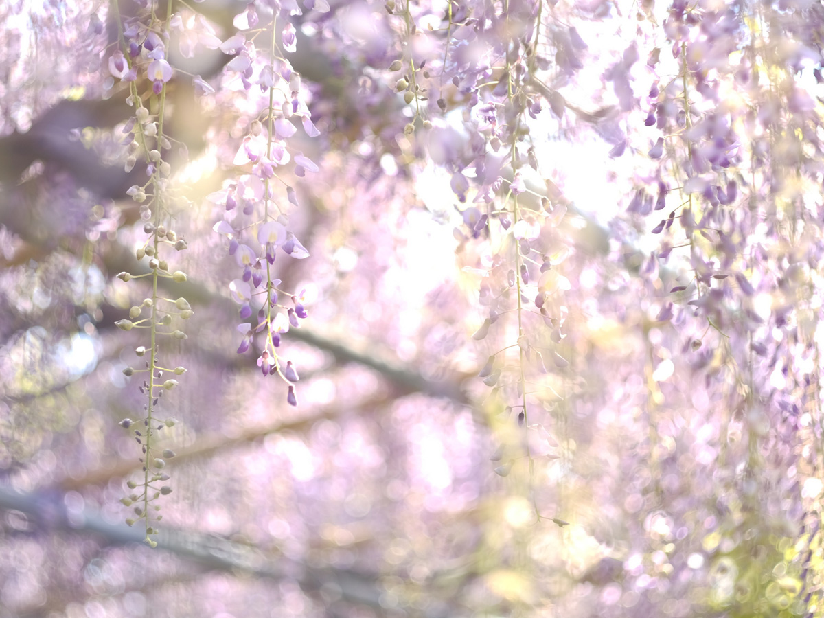 广藤园紫藤节