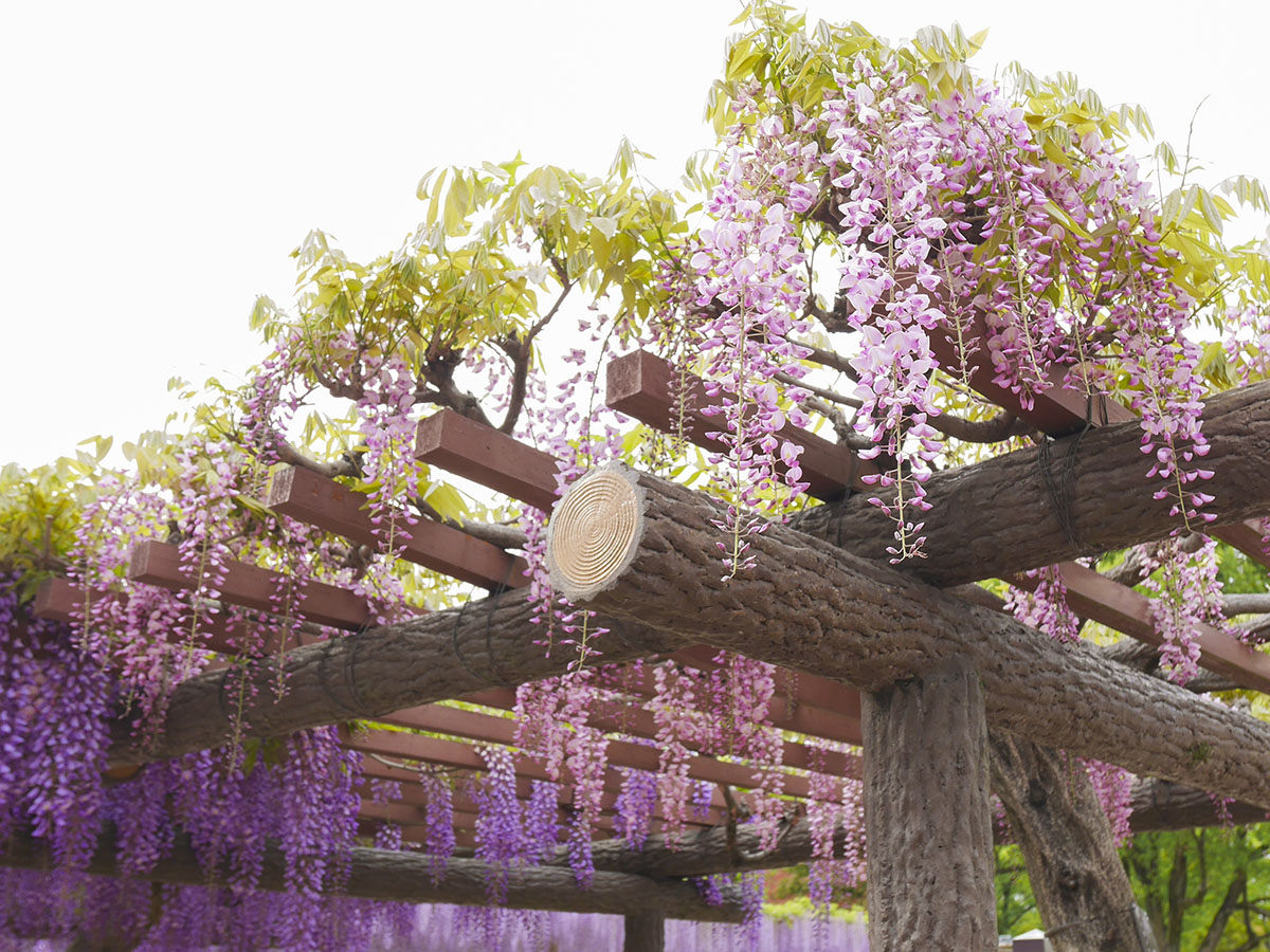 尾张津岛 藤花节(天王川公园)
