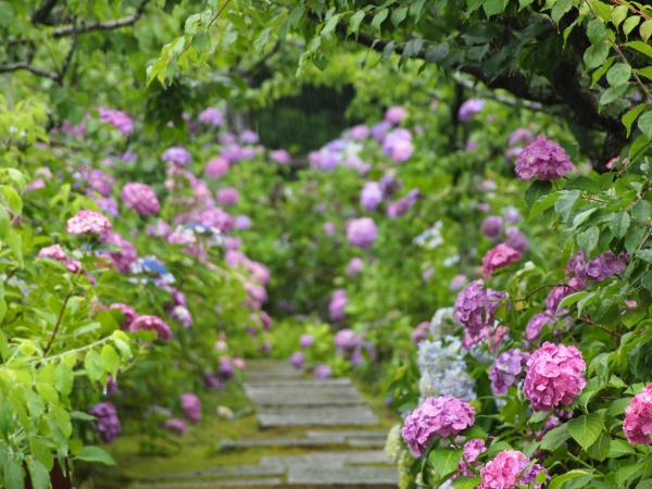 本光寺紫阳花节