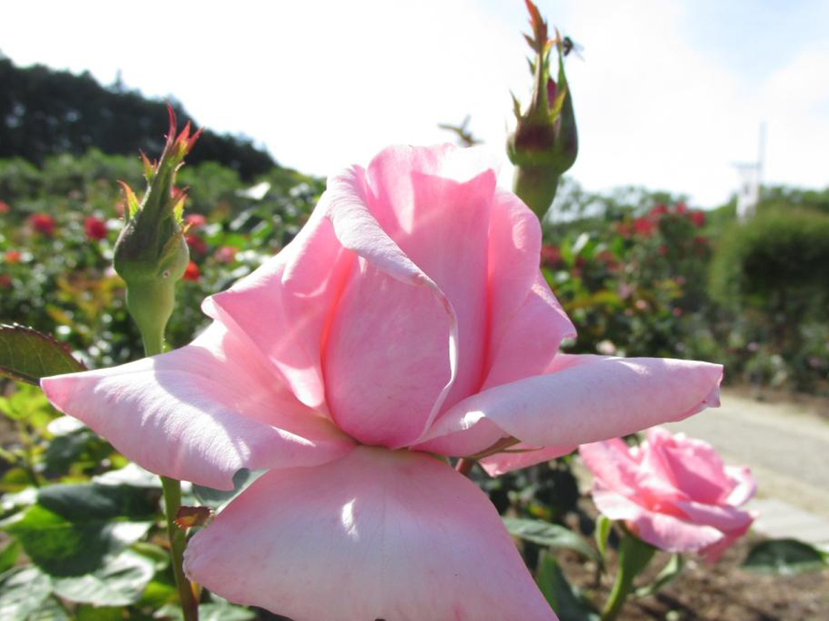 Peak rose season at Okutono Jinya