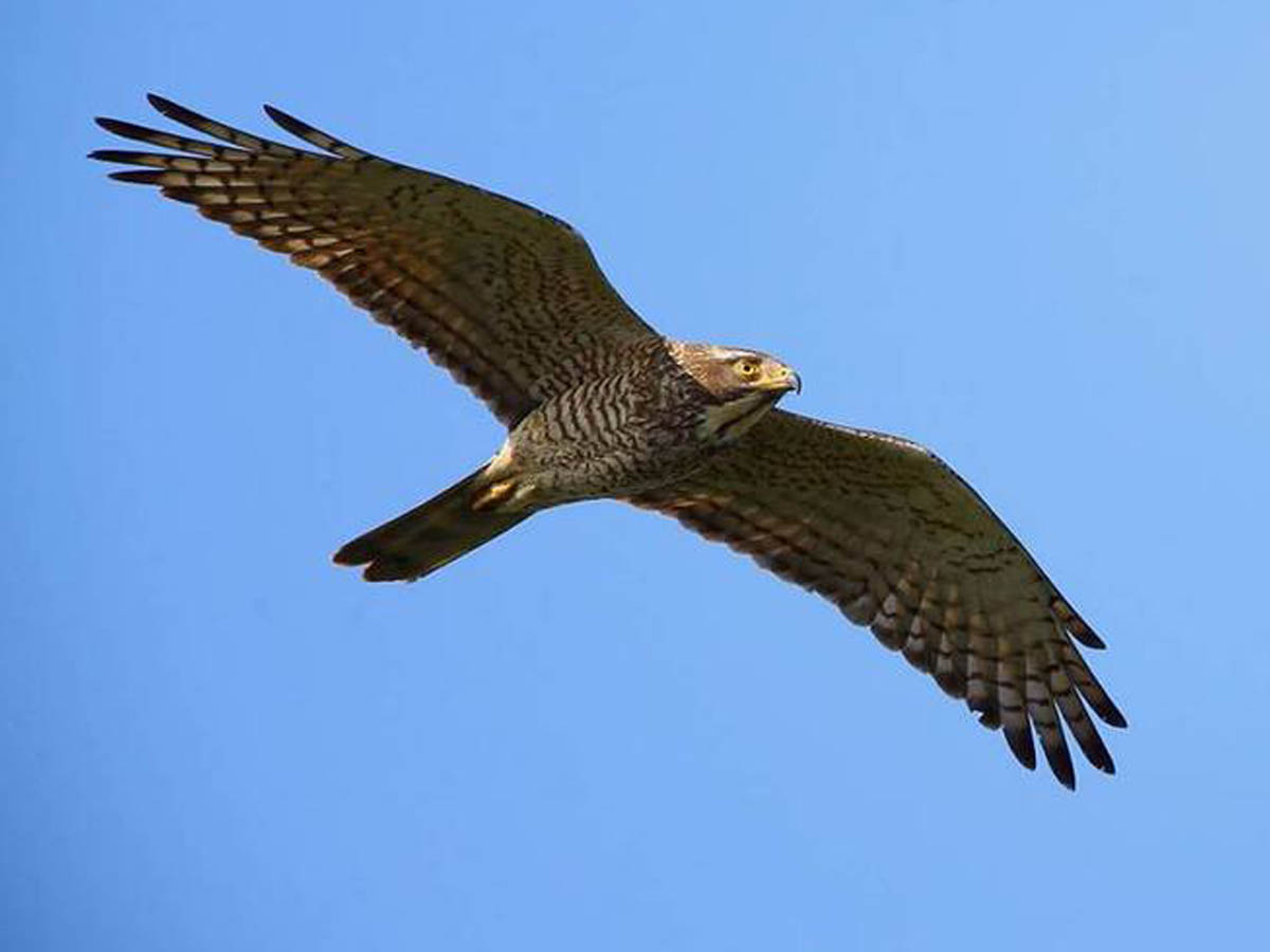 Buzzard migration