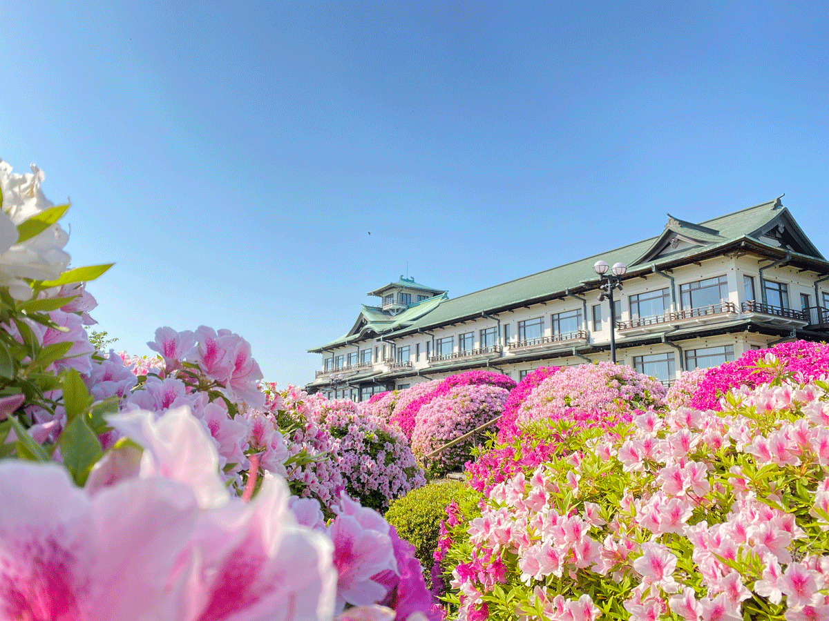 蒲郡古典酒店　杜鹃花节