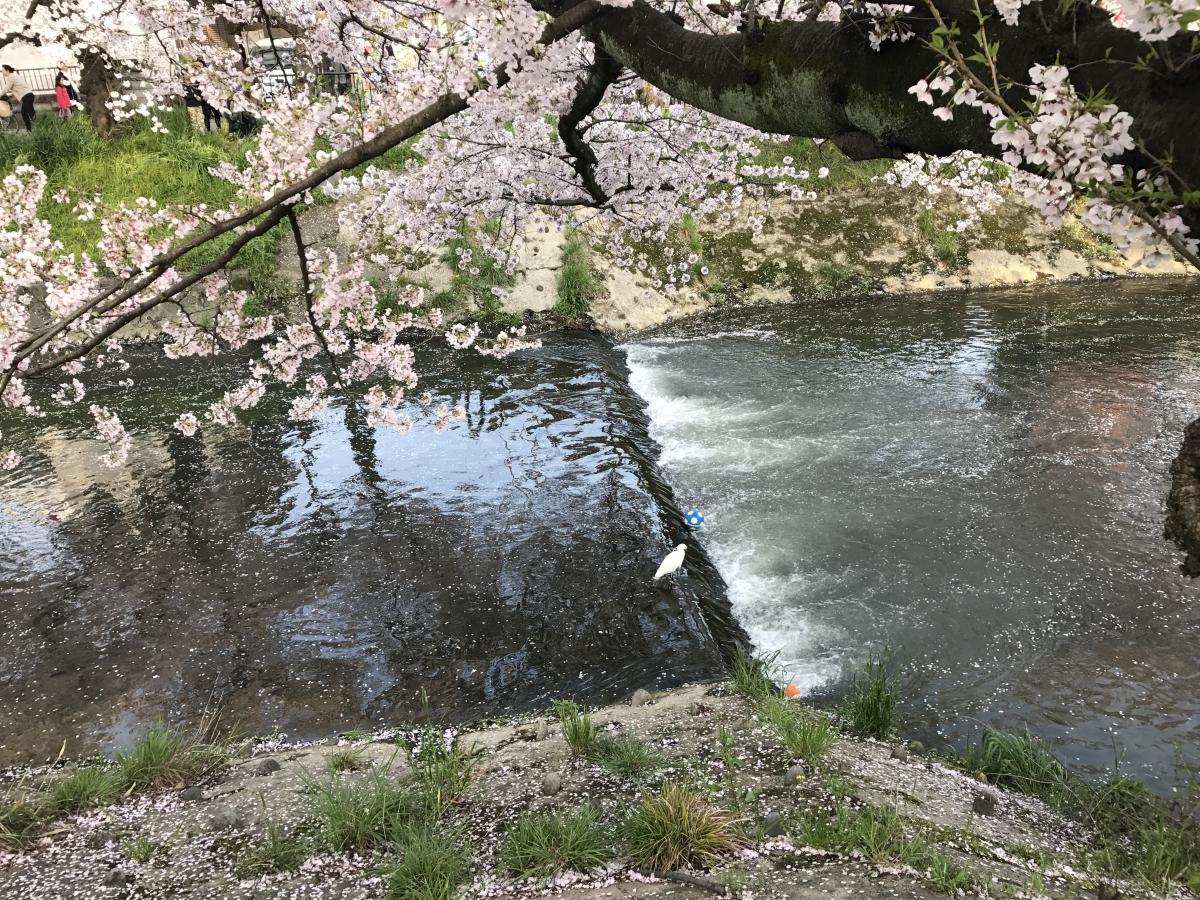 Iwakura Cherry Blossom Festival