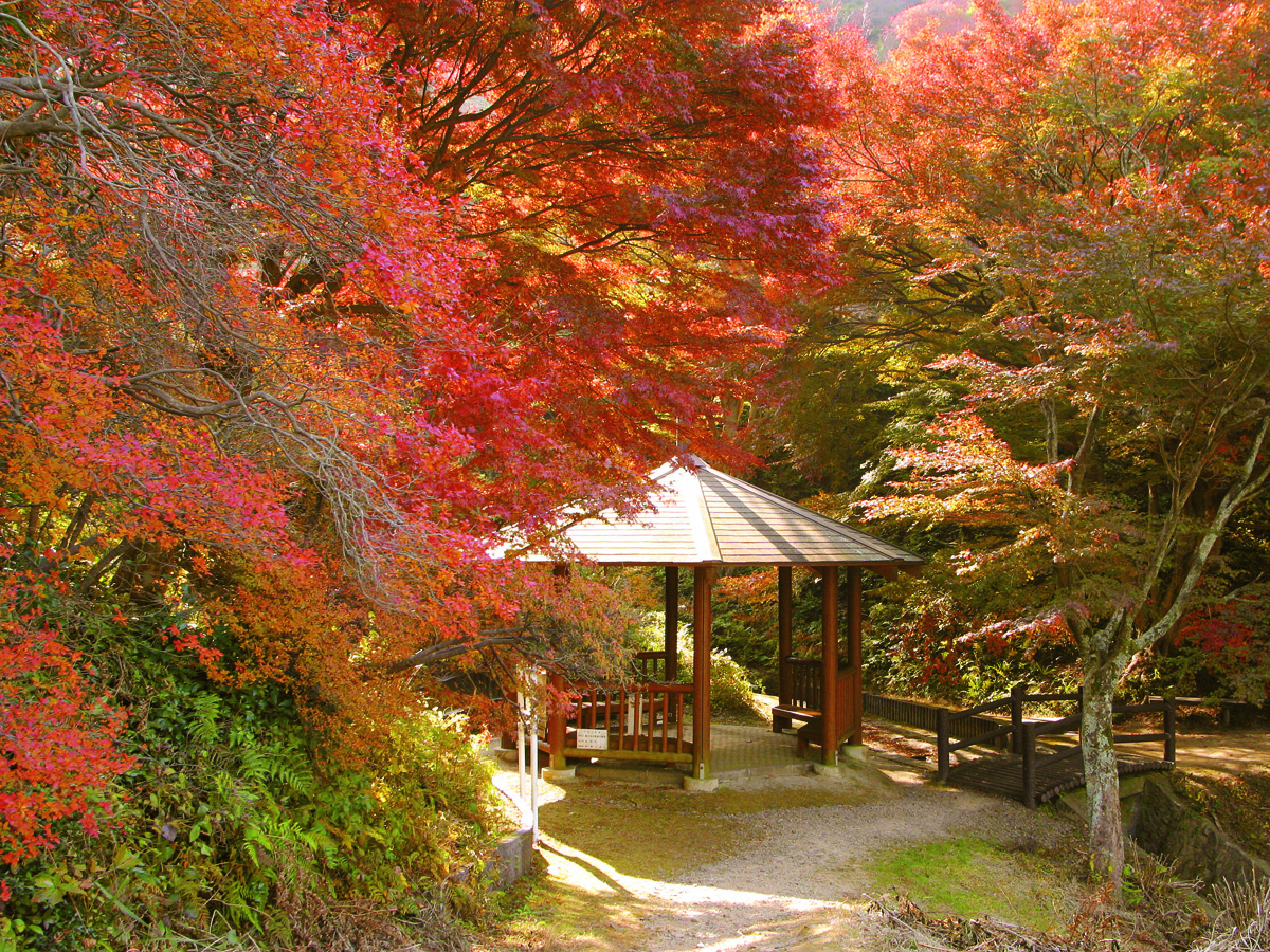 赤坂宿宫路红叶节
