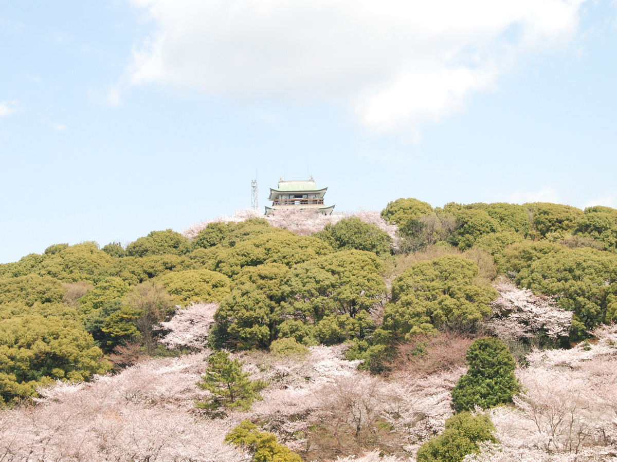 小牧山櫻花節