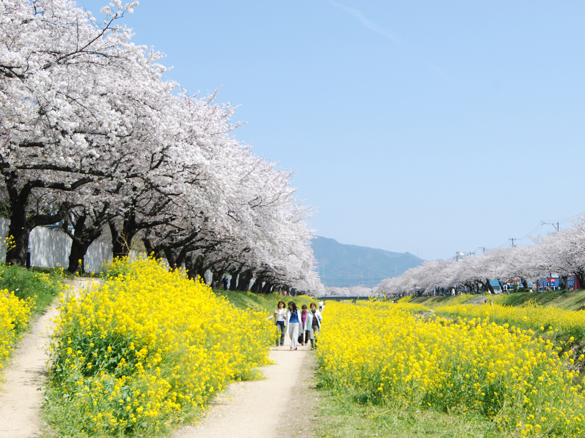 丰川樱花节
